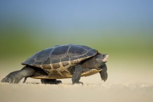 Turtle slowly crawling