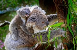 Koala carrying Baby