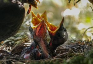 3 chicks being fed in nest