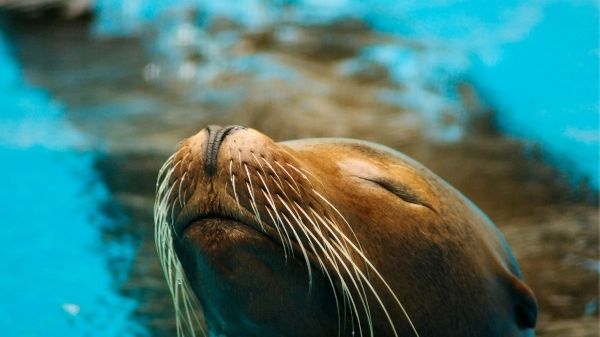 contented seal